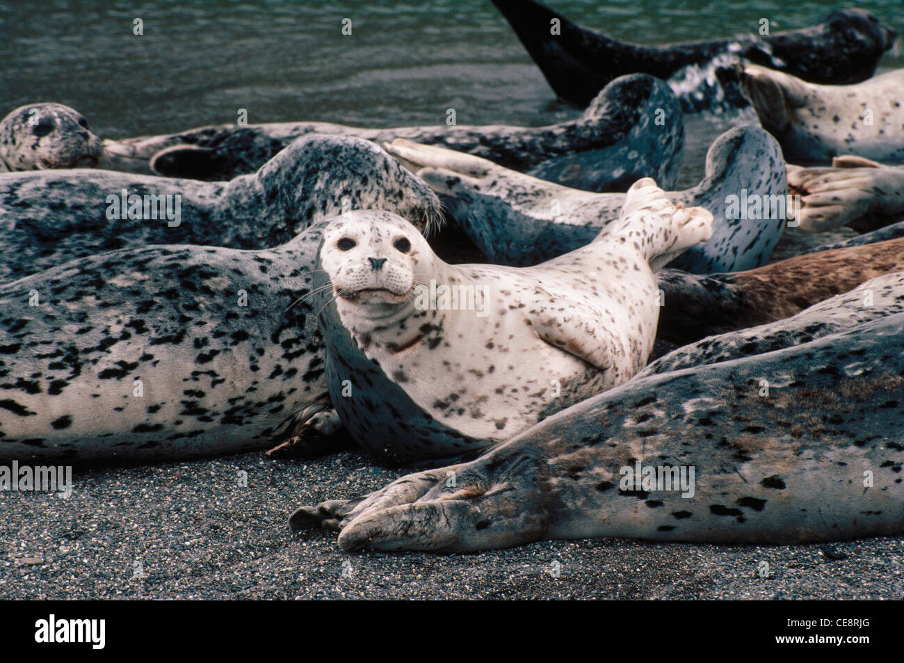 California Seelöwe, Zalophus californianus, Sea Lions, Goat Rock Beach, Sonoma County, Kalifornien, Vereinigte Staaten von Amerika, USA Stockfoto