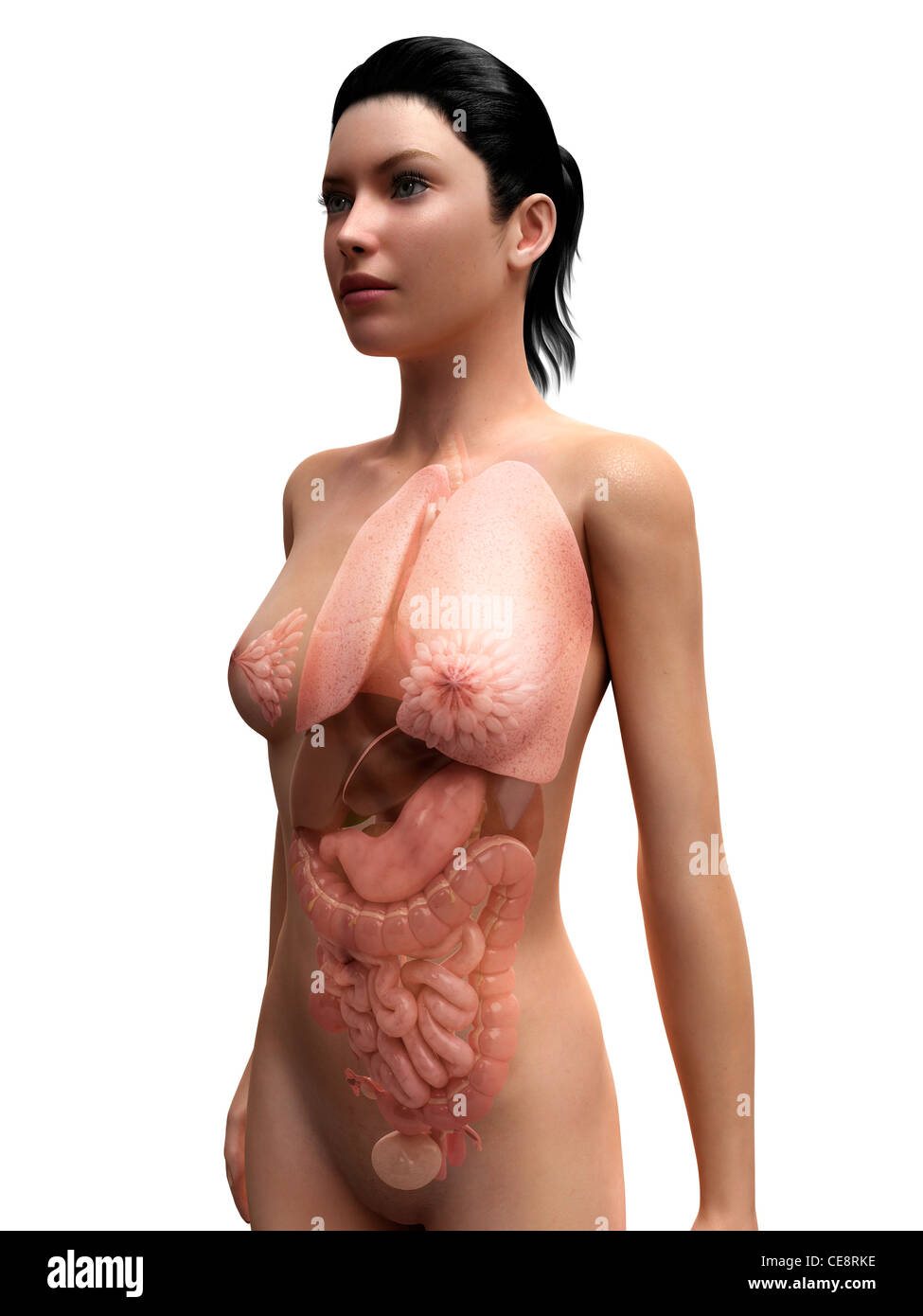 Weibliche Anatomie, Computer-Grafik. Stockfoto