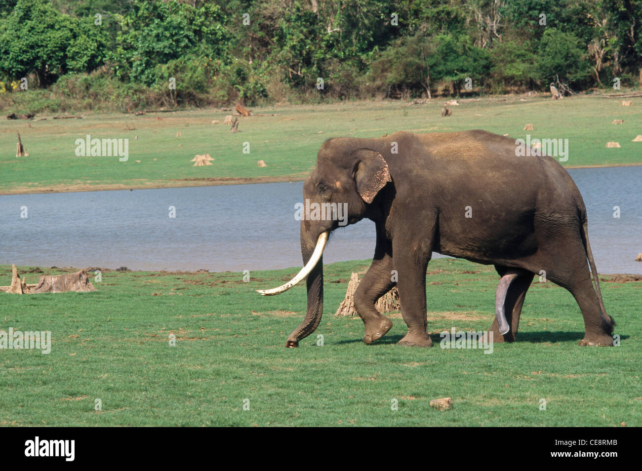 Elefant-Tusker in Hitze; Elephas maximus; Kabini-Nationalpark; Karnataka; Indien; Asien Stockfoto