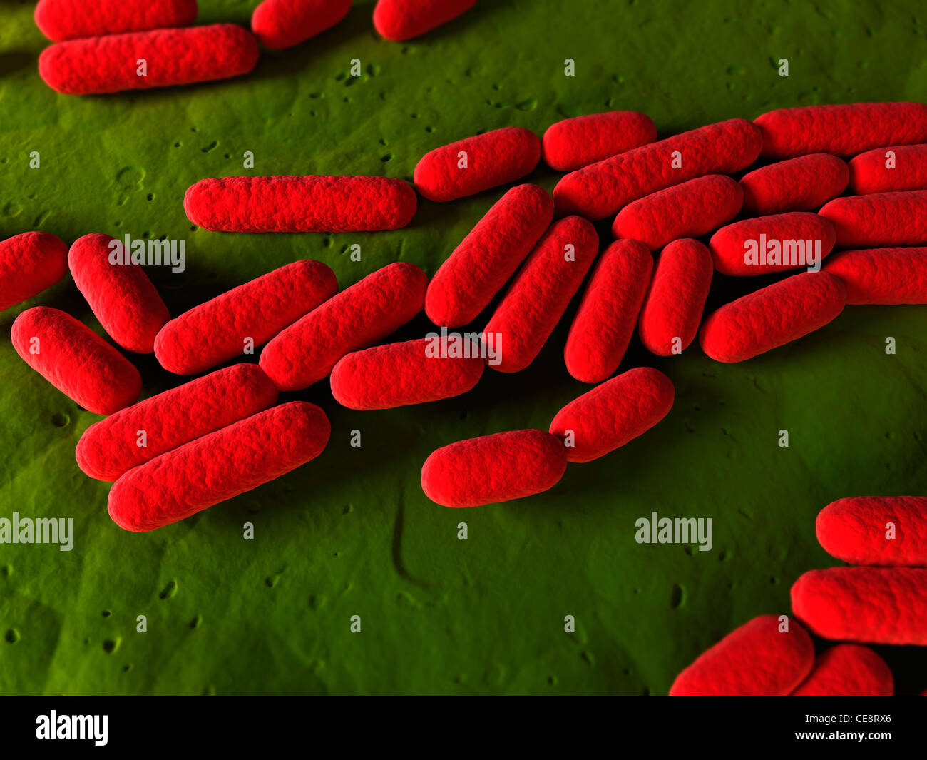 Bacillus Subtilis Bakterien, konzeptionelle Computer Grafik