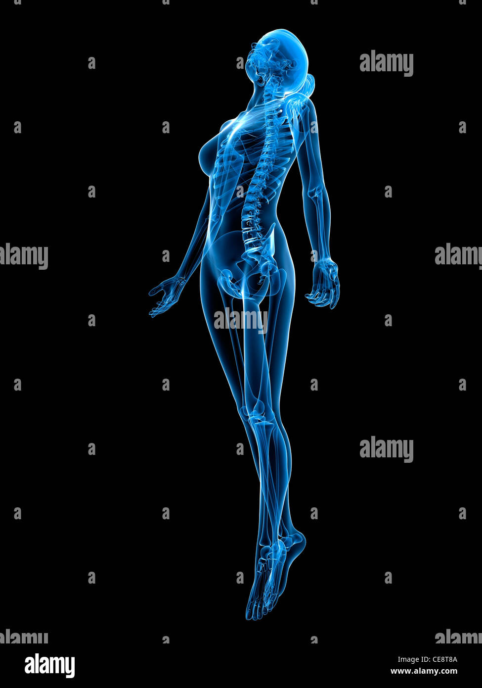 Weibliche Anatomie, Computer-Grafik. Stockfoto