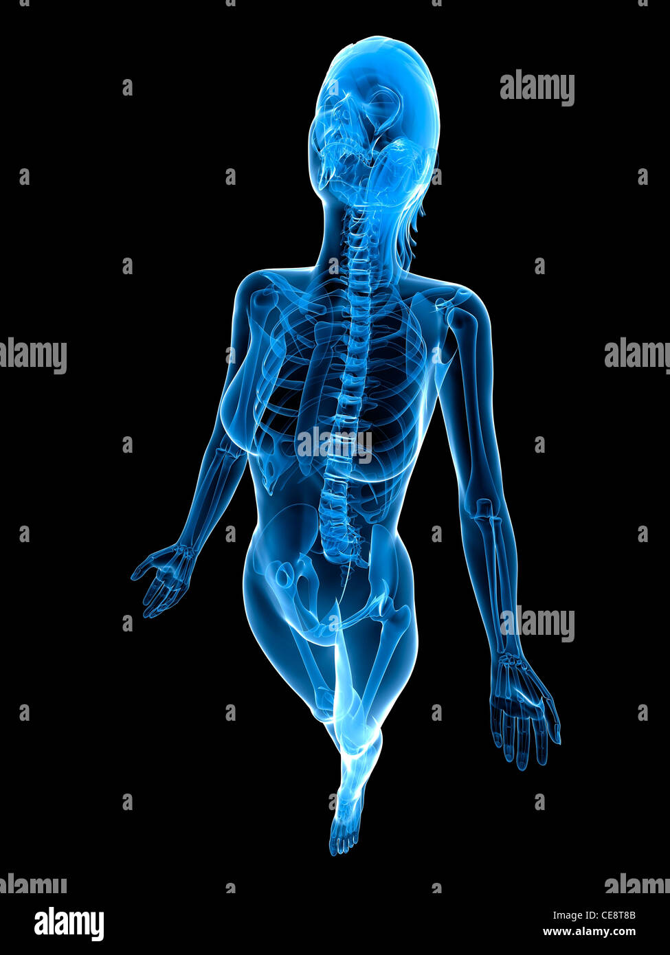 Weibliche Anatomie, Computer-Grafik. Stockfoto