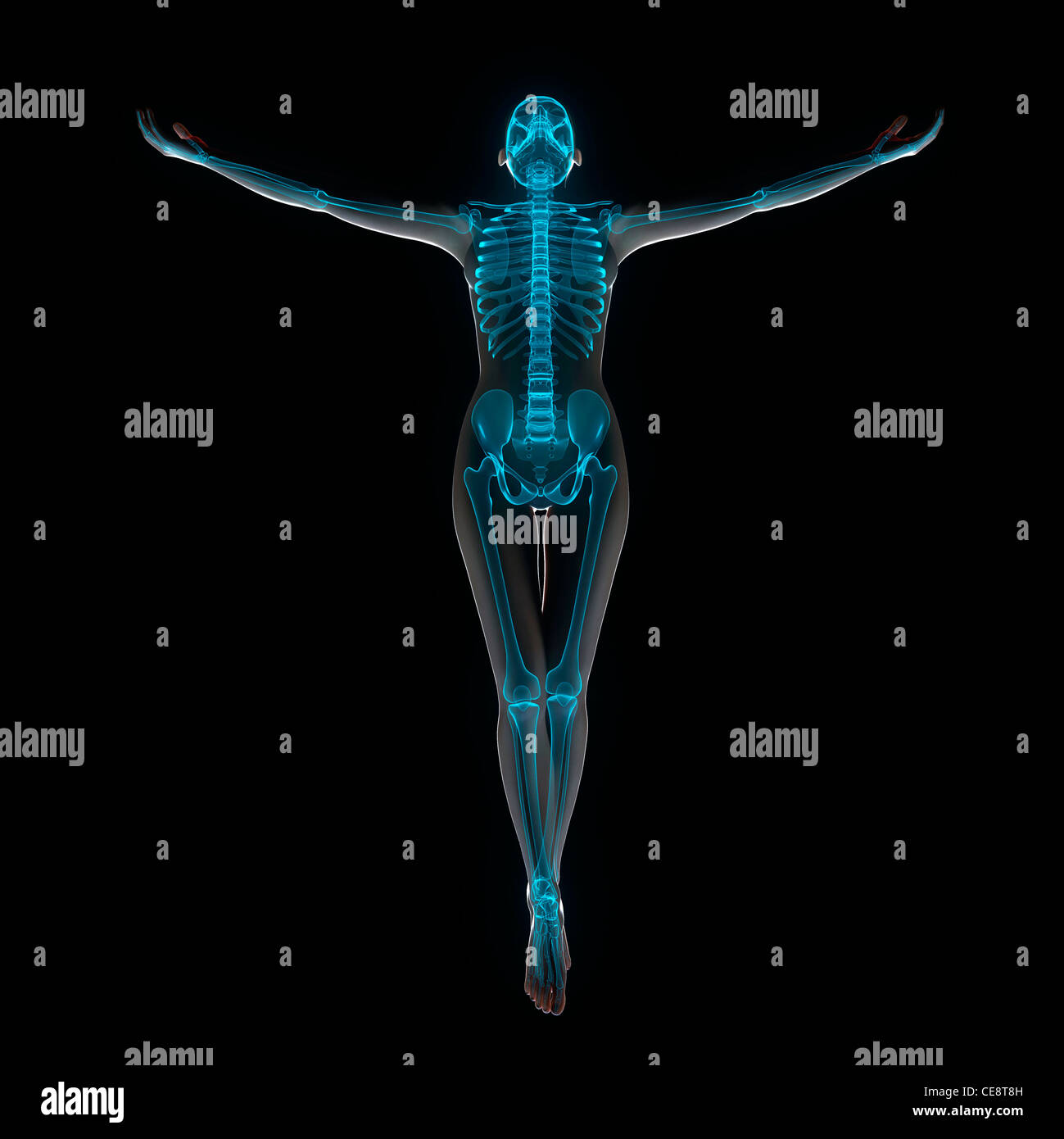 Weibliche Anatomie, Computer-Grafik. Stockfoto