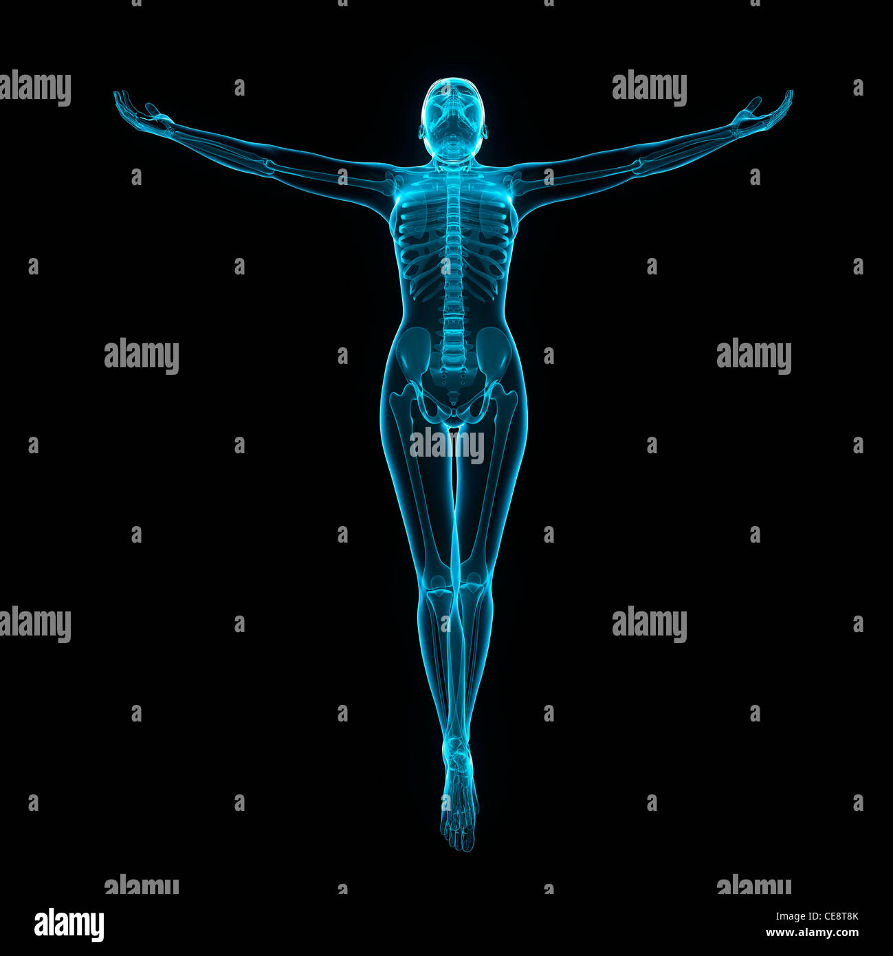 Weibliche Anatomie, Computer-Grafik. Stockfoto