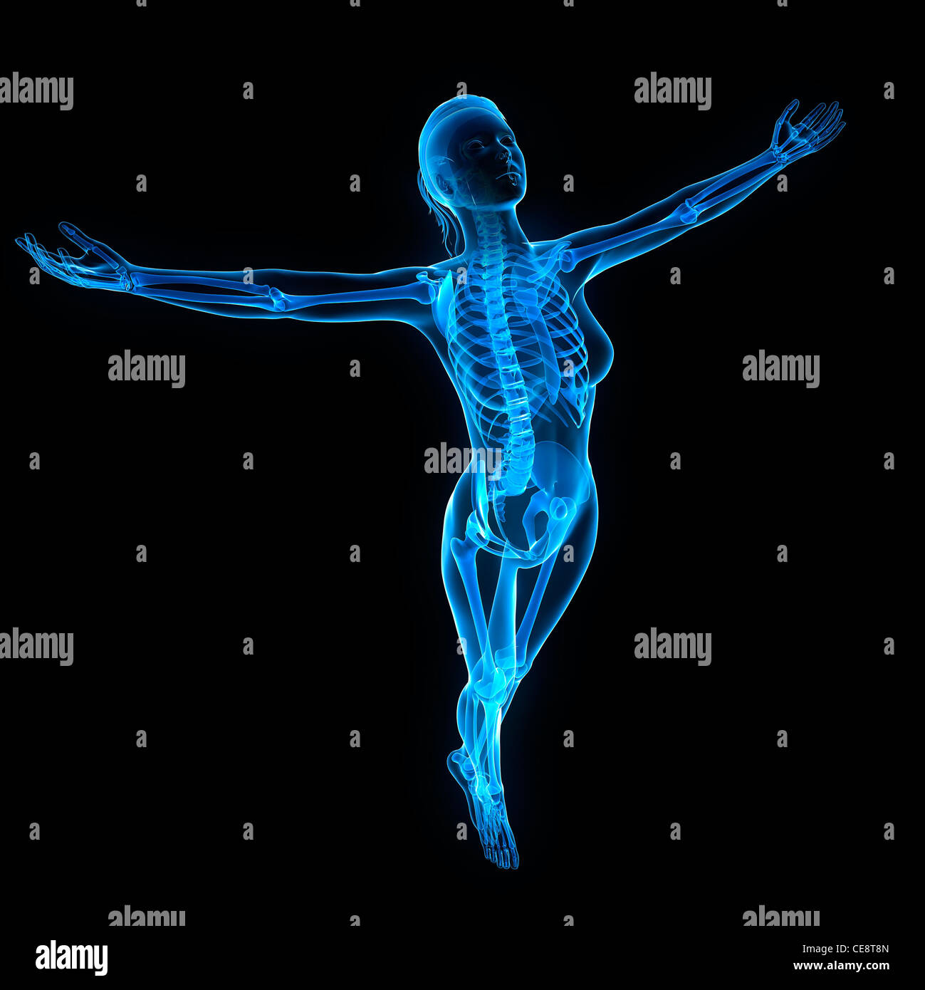 Weibliche Anatomie, Computer-Grafik. Stockfoto