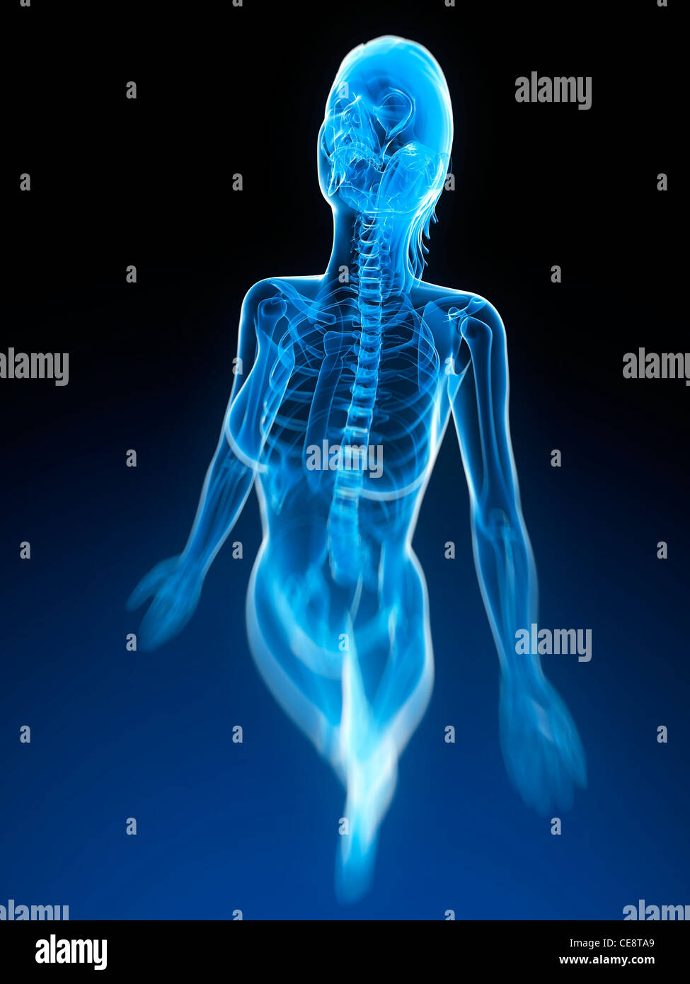 Weibliche Anatomie, Computer-Grafik. Stockfoto