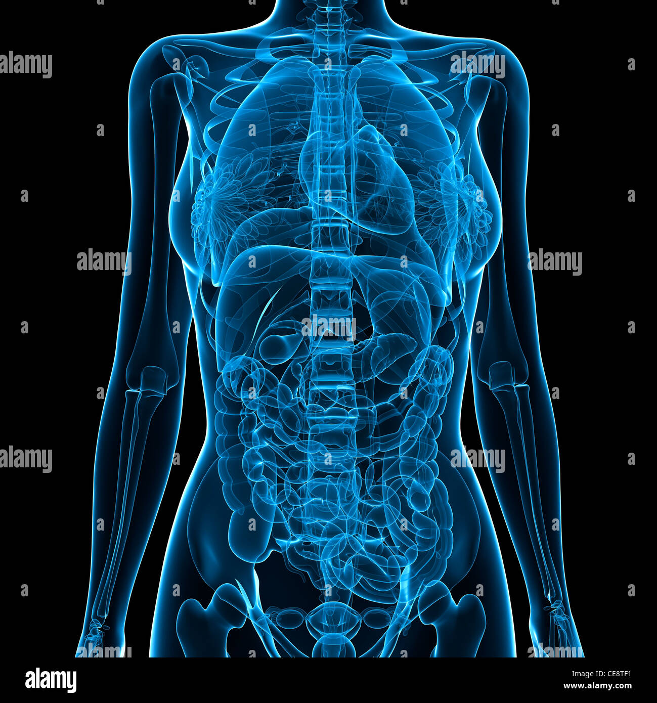 Weibliche Anatomie, Computer-Grafik. Stockfoto