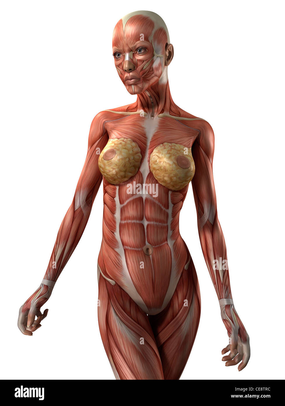 Weibliche Muskeln, Computer-Grafik. Stockfoto