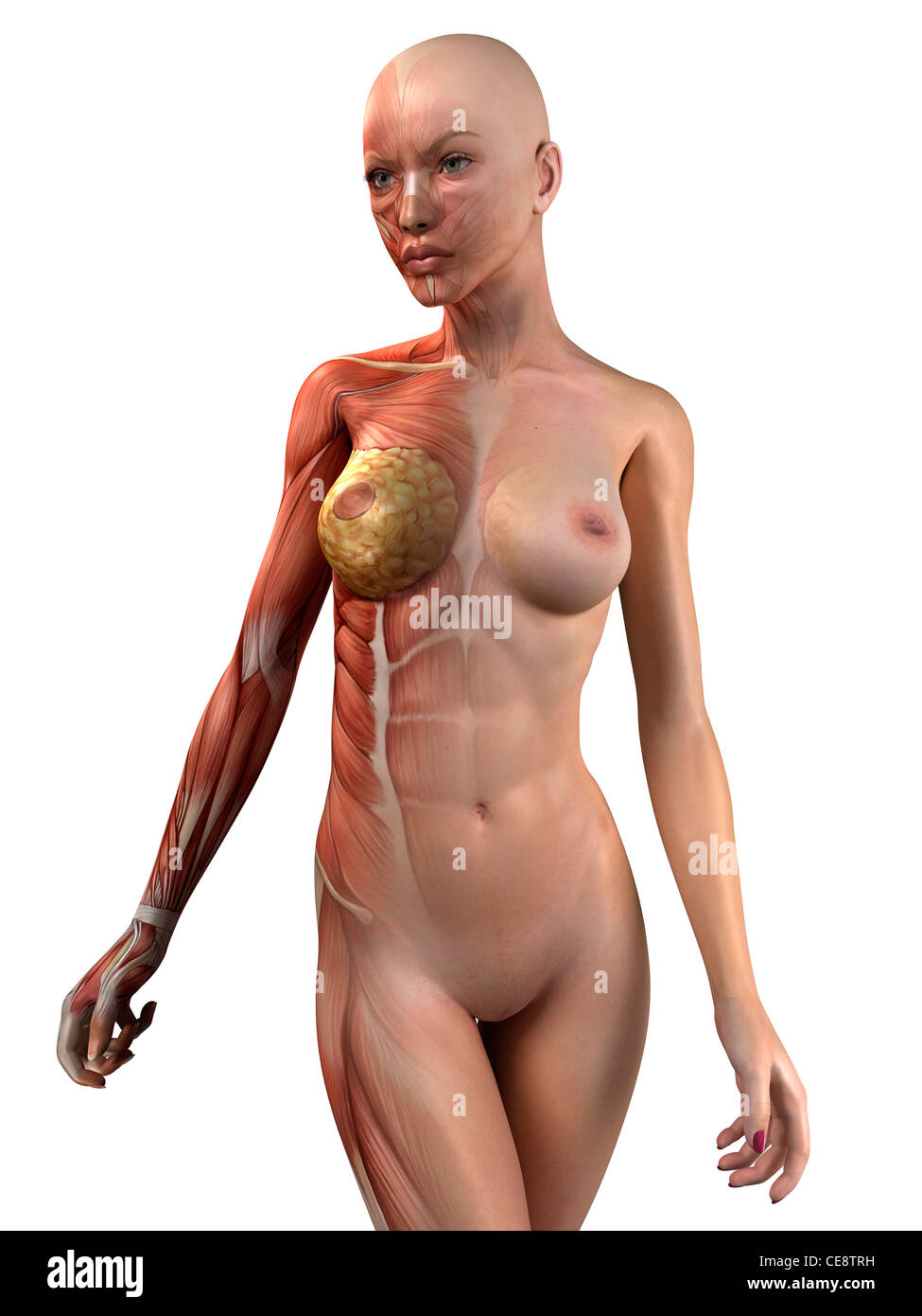 Weibliche Muskeln, Computer-Grafik. Stockfoto