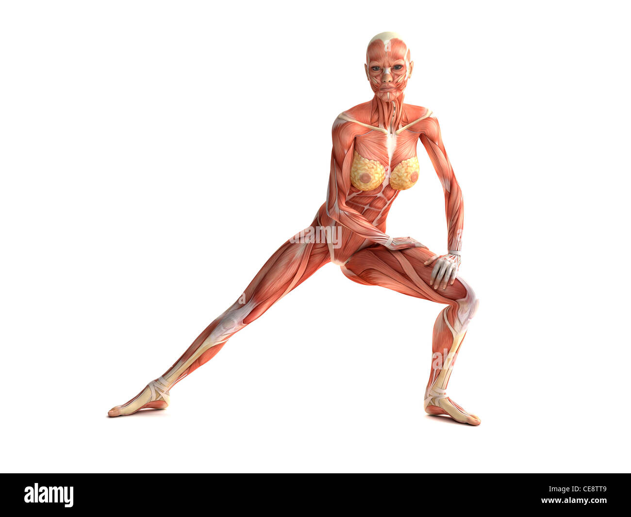 Weibliche Muskeln, Computer-Grafik. Stockfoto