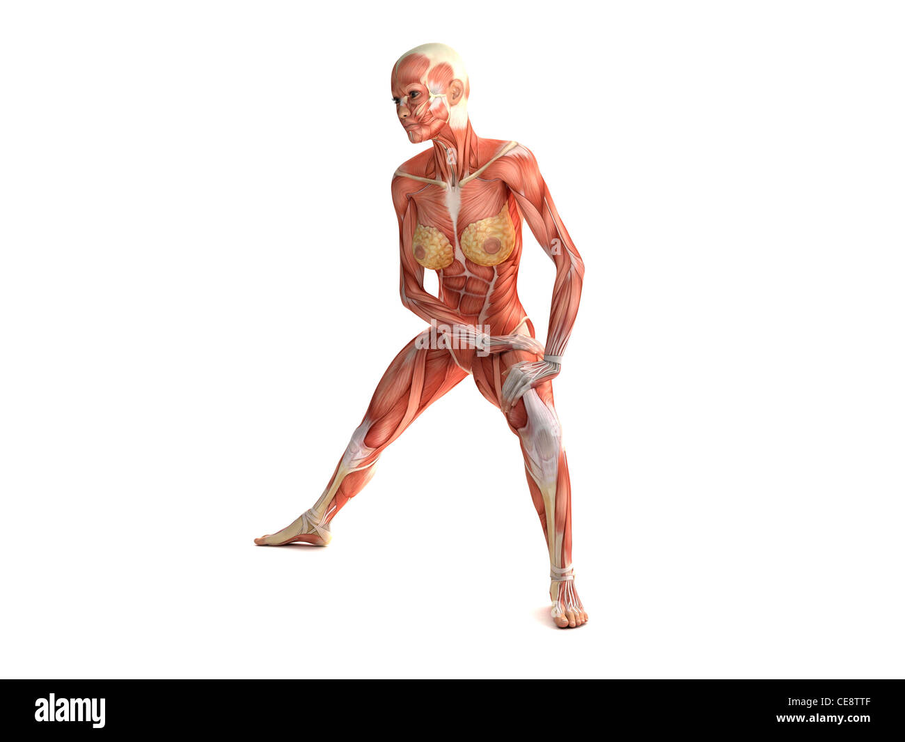 Weibliche Muskeln, Computer-Grafik. Stockfoto