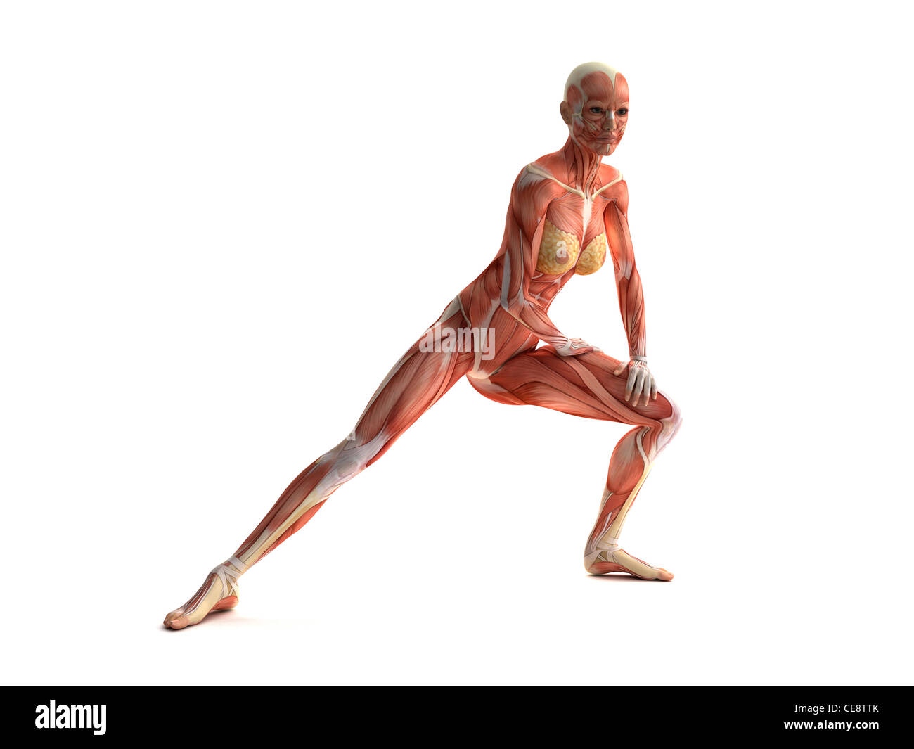 Weibliche Muskeln, Computer-Grafik. Stockfoto