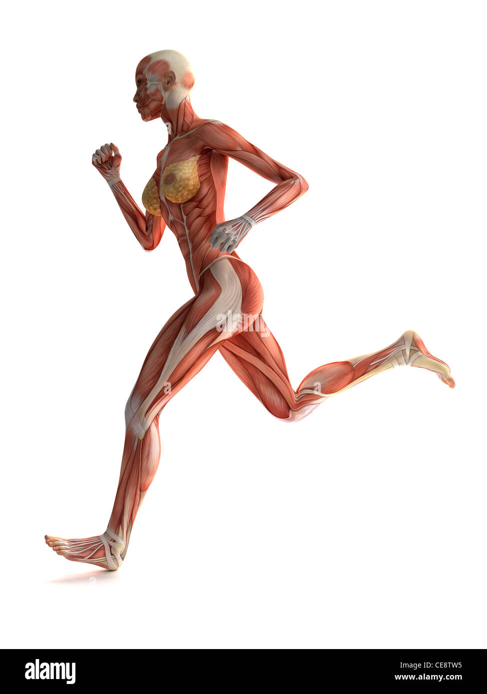 Weibliche Muskeln, Computer-Grafik. Stockfoto