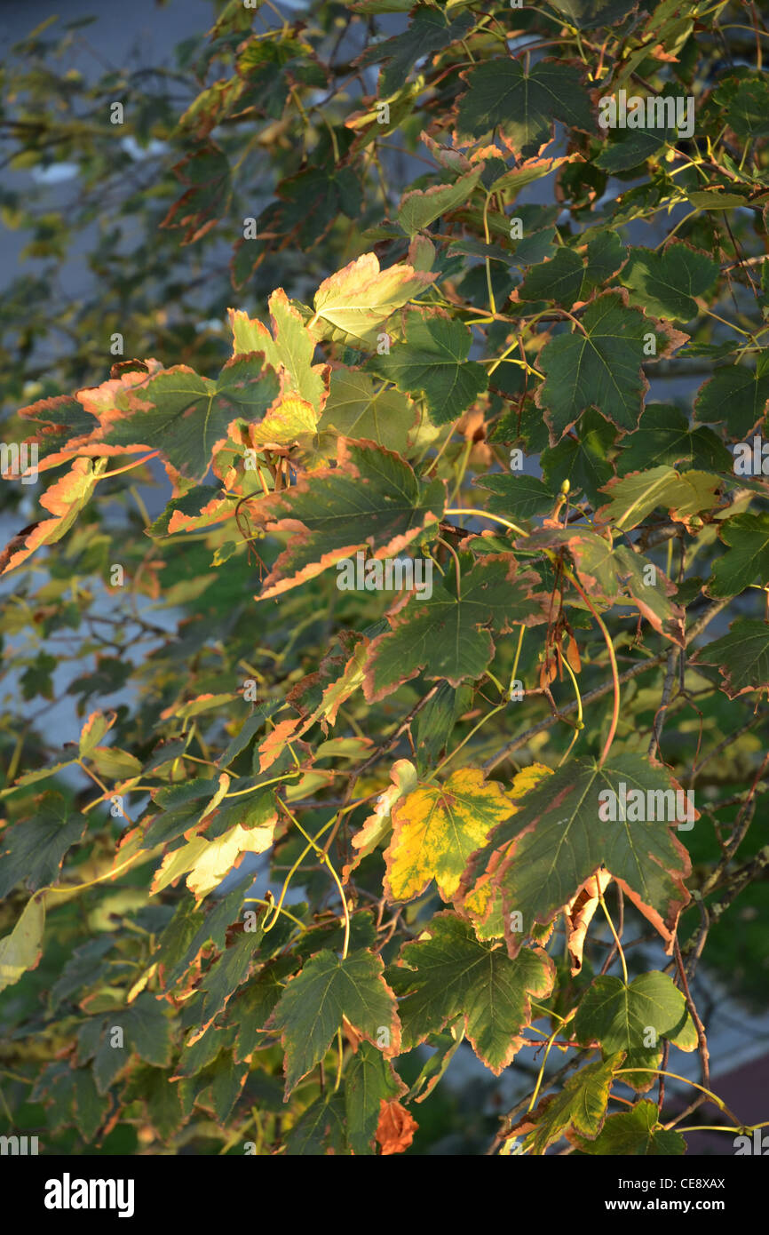 Herbstblätter als Hintergrund, blauer Himmel Stockfoto