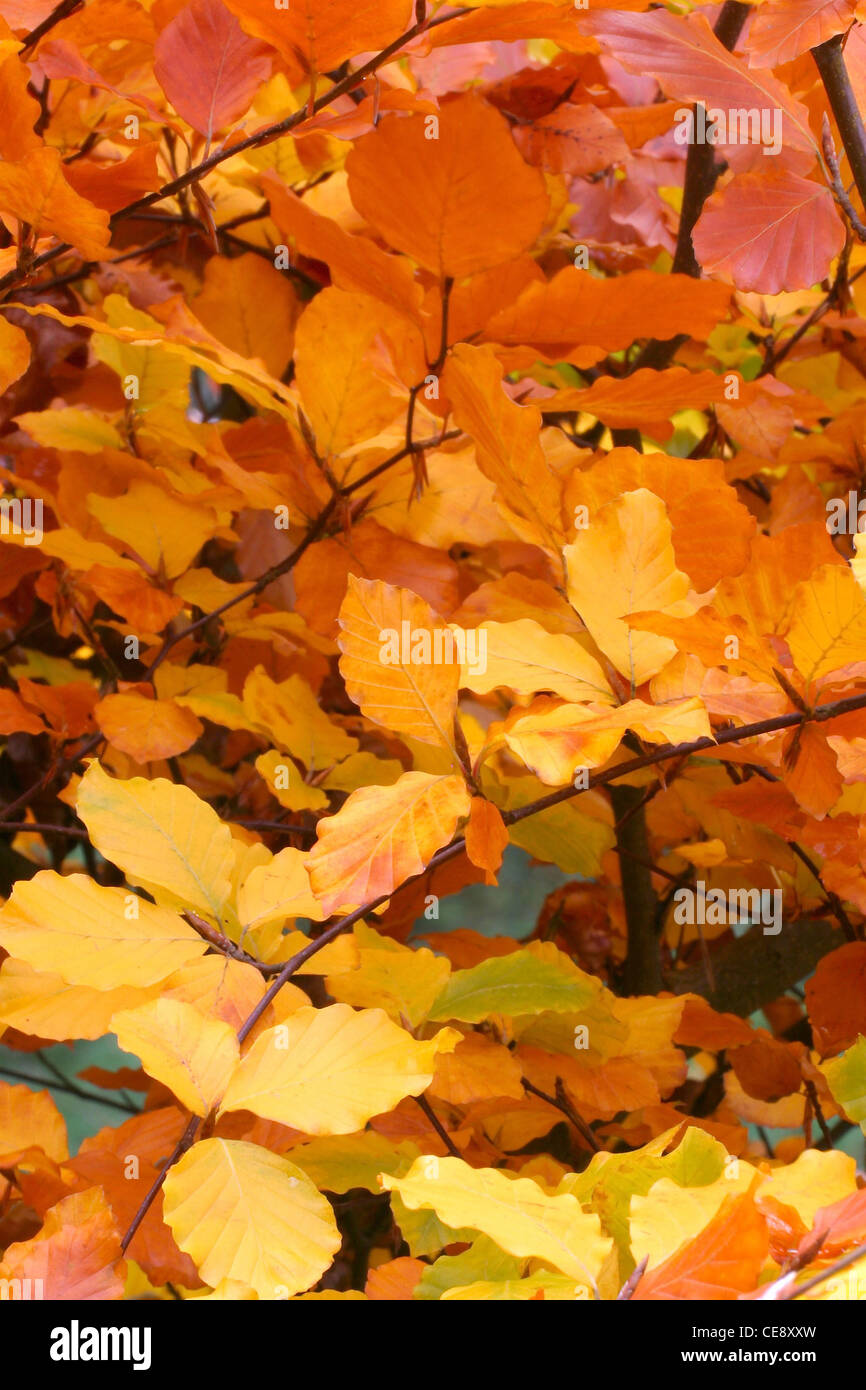 Herbst Blätter Schottland, Vereinigtes Königreich Stockfoto