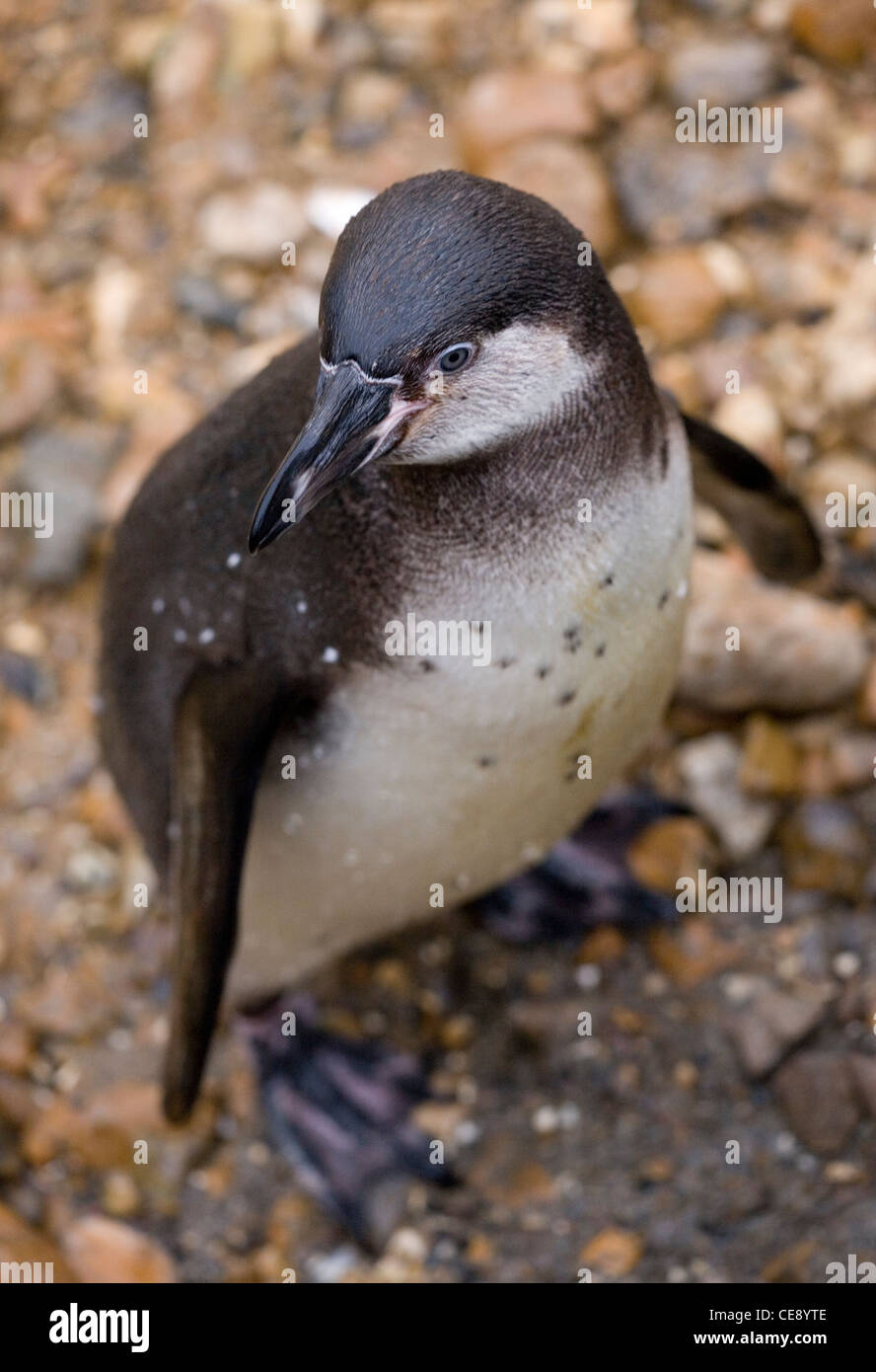Humboldt-Pinguin einzelne Juvenile stehend Uk Stockfoto