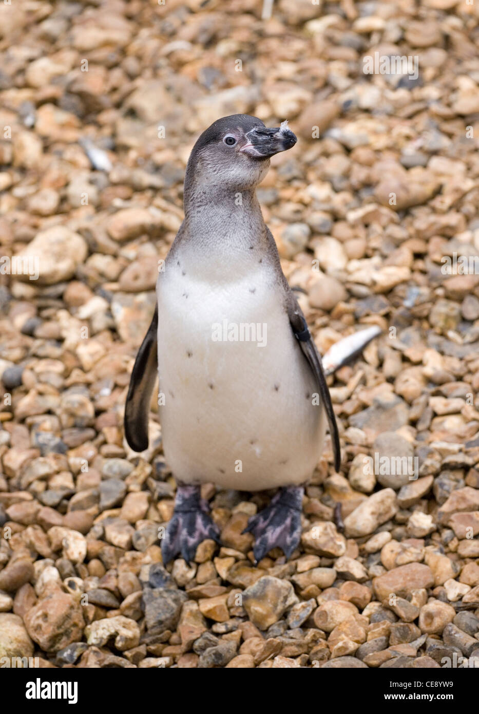 Humboldt-Pinguin einzelne Juvenile stehend Uk Stockfoto