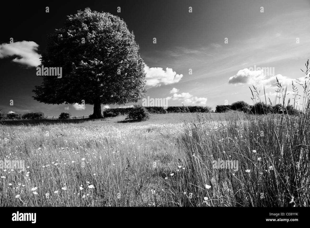 Buttercup Hill Stockfoto