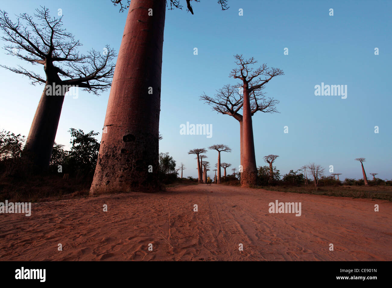 Mehreren Baobab-Bäume in der Allee der Baobabs (oder Gasse) bei Sonnenuntergang, in der Nähe von Morondava, westlichen Madagaskar, Afrika Stockfoto