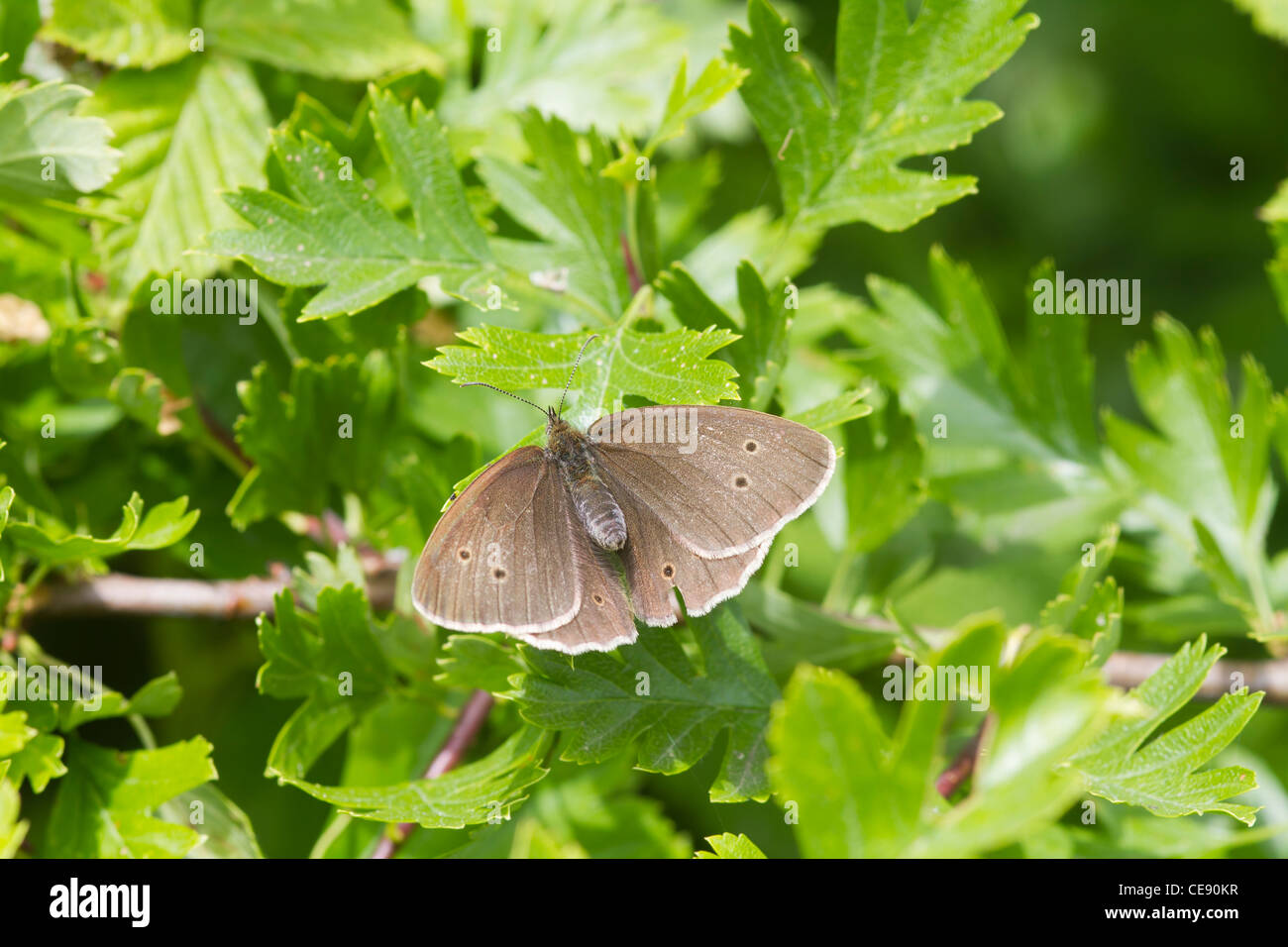 Ringel-Schmetterling (Aphantopus Hyperanthus) thront auf einem Blatt Stockfoto