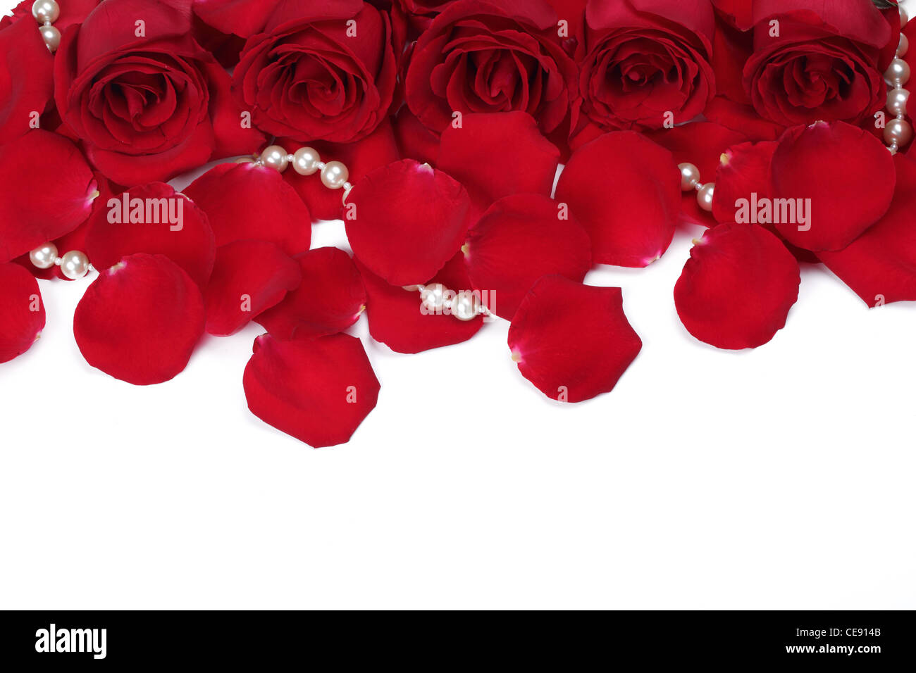 Rote Rose mit Blütenblättern isoliert auf weiss Stockfoto