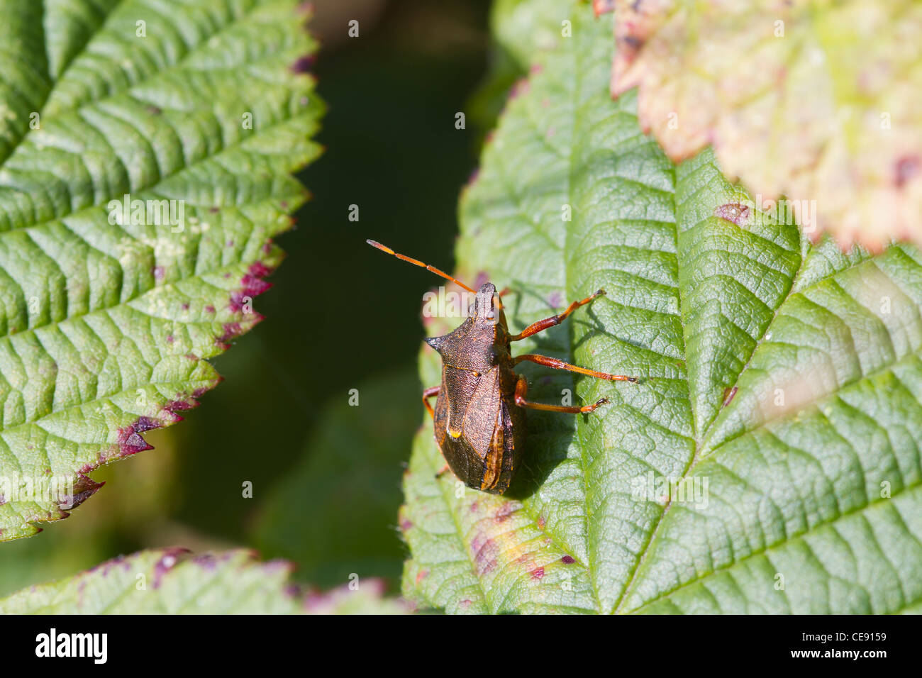 Schild-Bug thront auf einem Blatt closeup Stockfoto