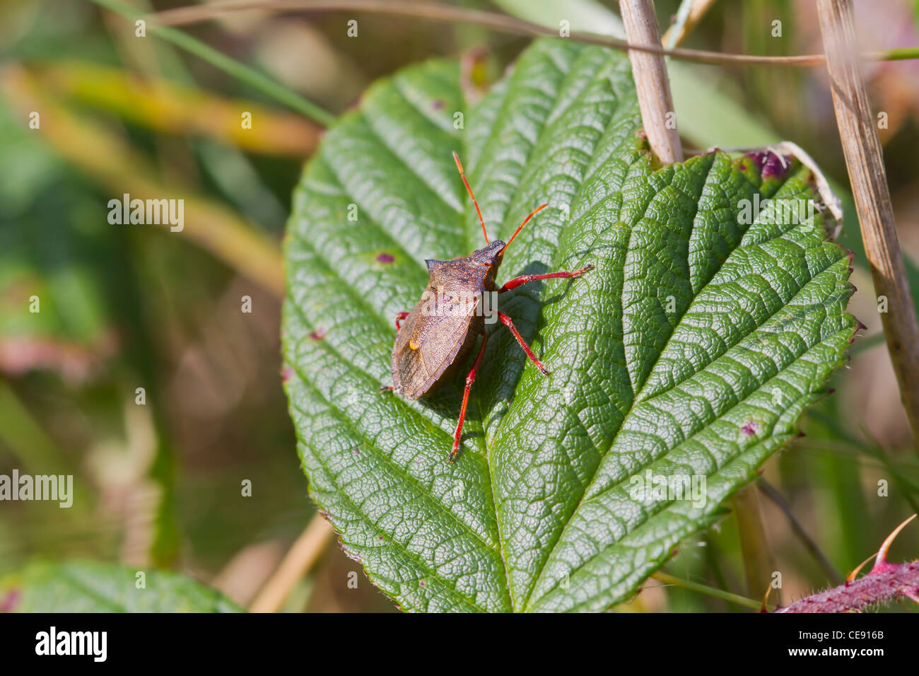 Schild-Bug thront auf einem Blatt closeup Stockfoto