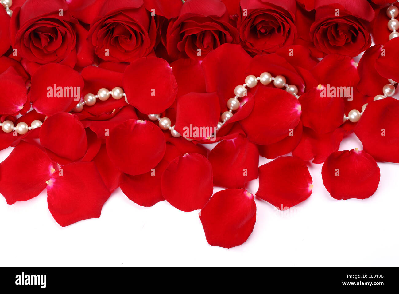 Rote Rose mit Blütenblättern und isoliert auf Perlweiß Stockfoto