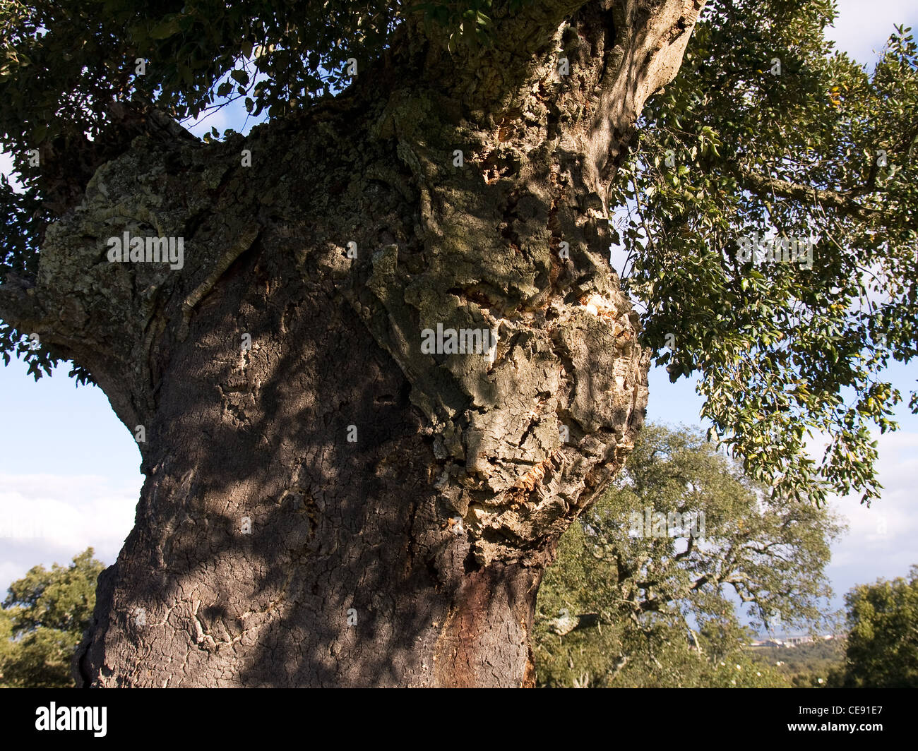 Kork-Eiche, Quercus Suber, horizontale Portrait in voller Blatt. Stockfoto