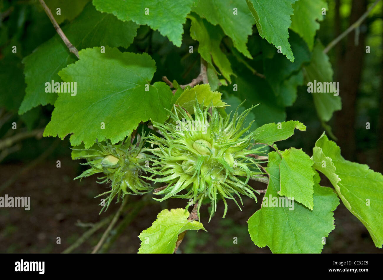 Türkische Hasel (Corylus Colurna). Unreifen Nüssen auf einem Baum. Stockfoto