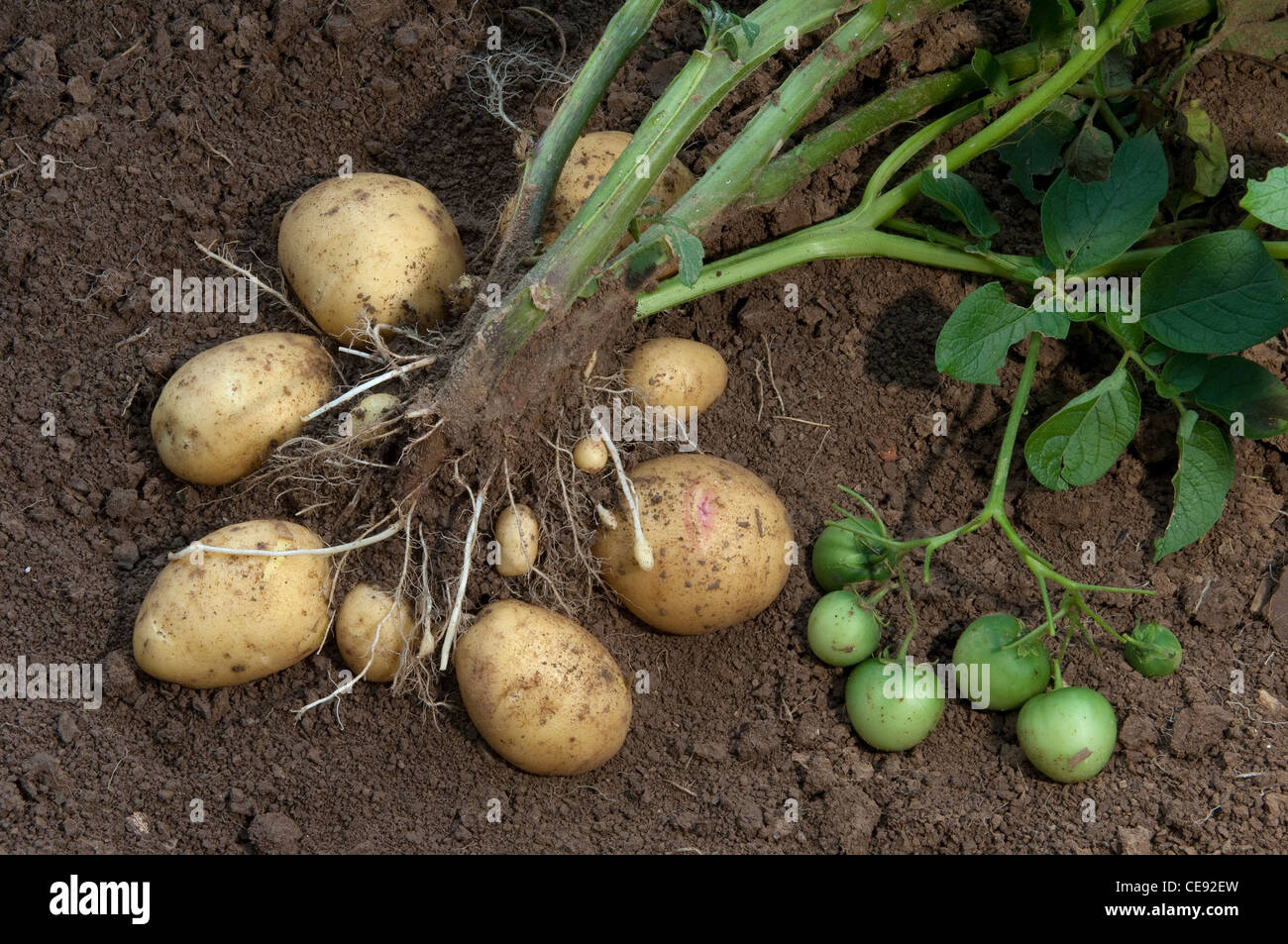 Kartoffel (Solanum Tuberosum Quarta). Pflanze mit Knollen und grünen Früchten. Stockfoto