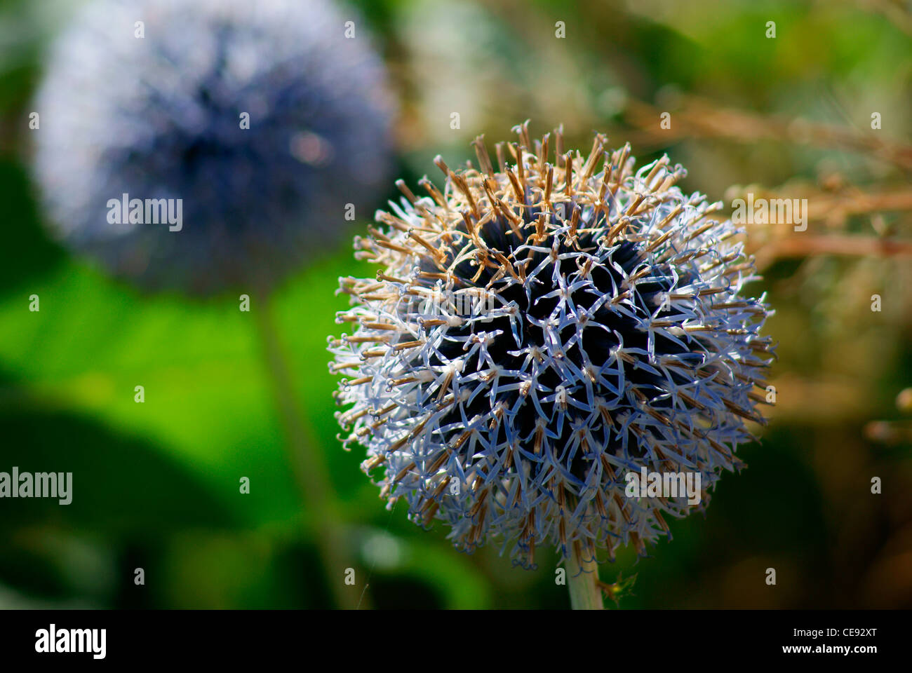 Blühende Blue Globe Thistle Echinops Ritro 'Veitchs Blue' Stockfoto