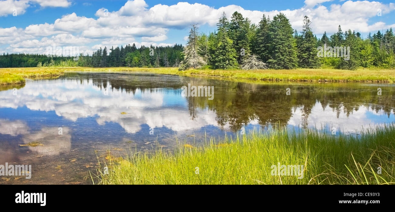 Bass Harbor Marsh im Sommer Acadia Nationalpark Maine. Stockfoto