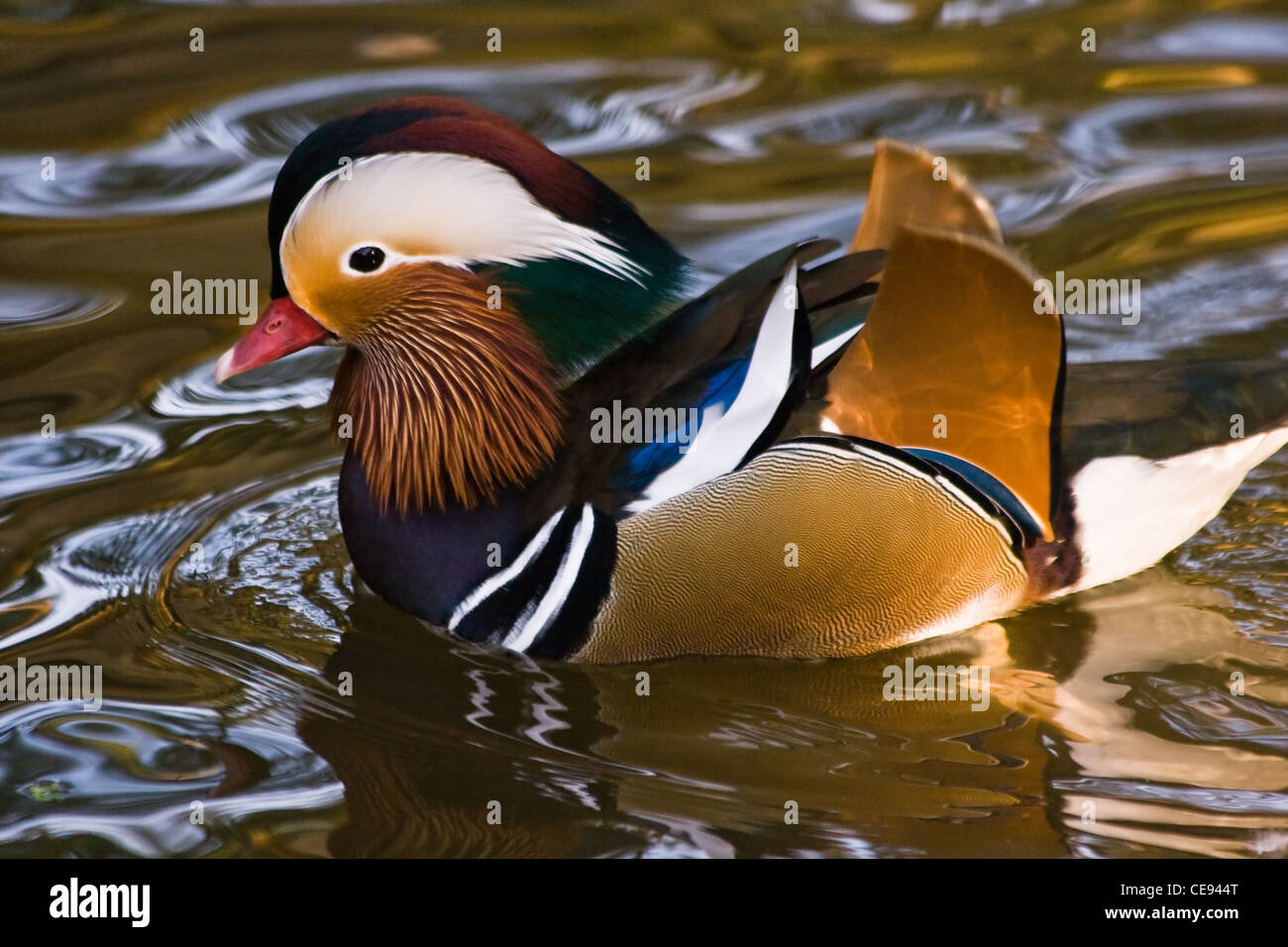 Männliche Mandarinente oder Aix Galericulata im goldenen Wasser schwimmen Stockfoto