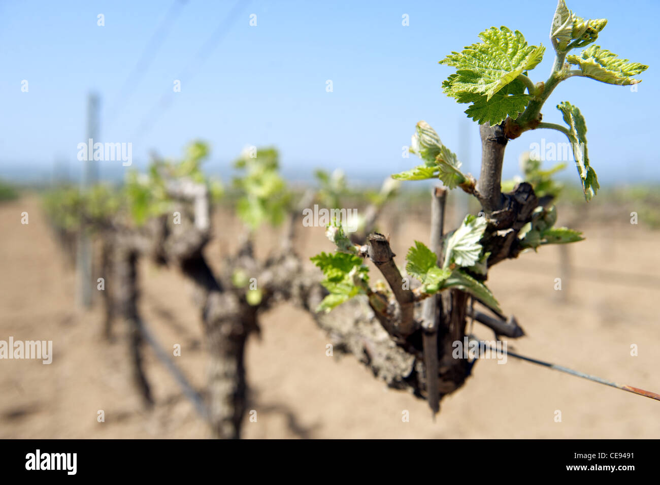 Grüne Feder schießt auf eine Reihe von ausgereiften Weinreben, Spanien Stockfoto