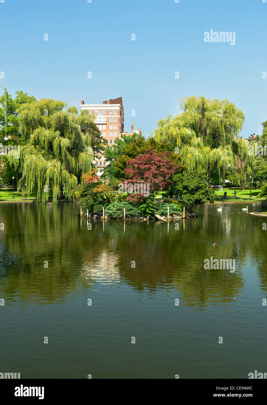 See mit Schwänen in der Grünanlage Boston in Boston, Massachusetts, USA. Stockfoto