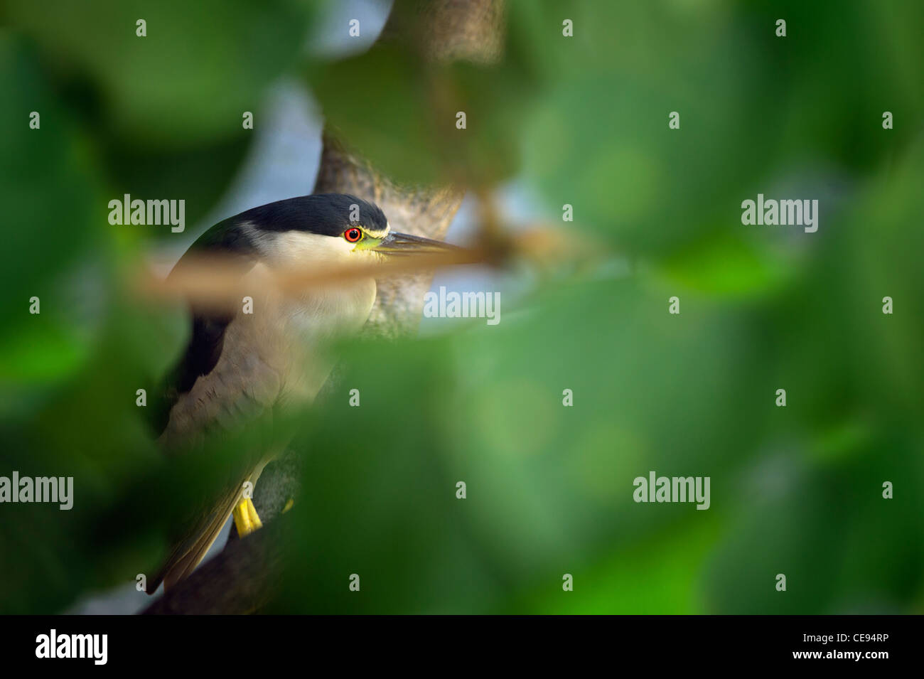 Schwarz-gekrönter Nachtreiher. Big Island, Hawaii. Stockfoto