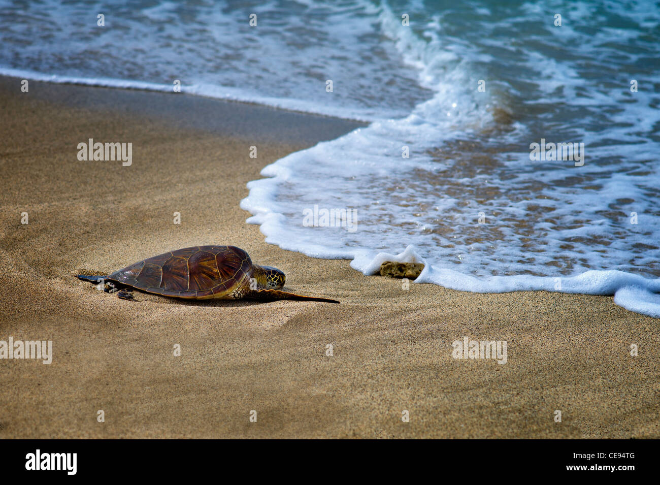 Ruhe-Meeresschildkröte und Welle. Hawaii, Big Island Stockfoto