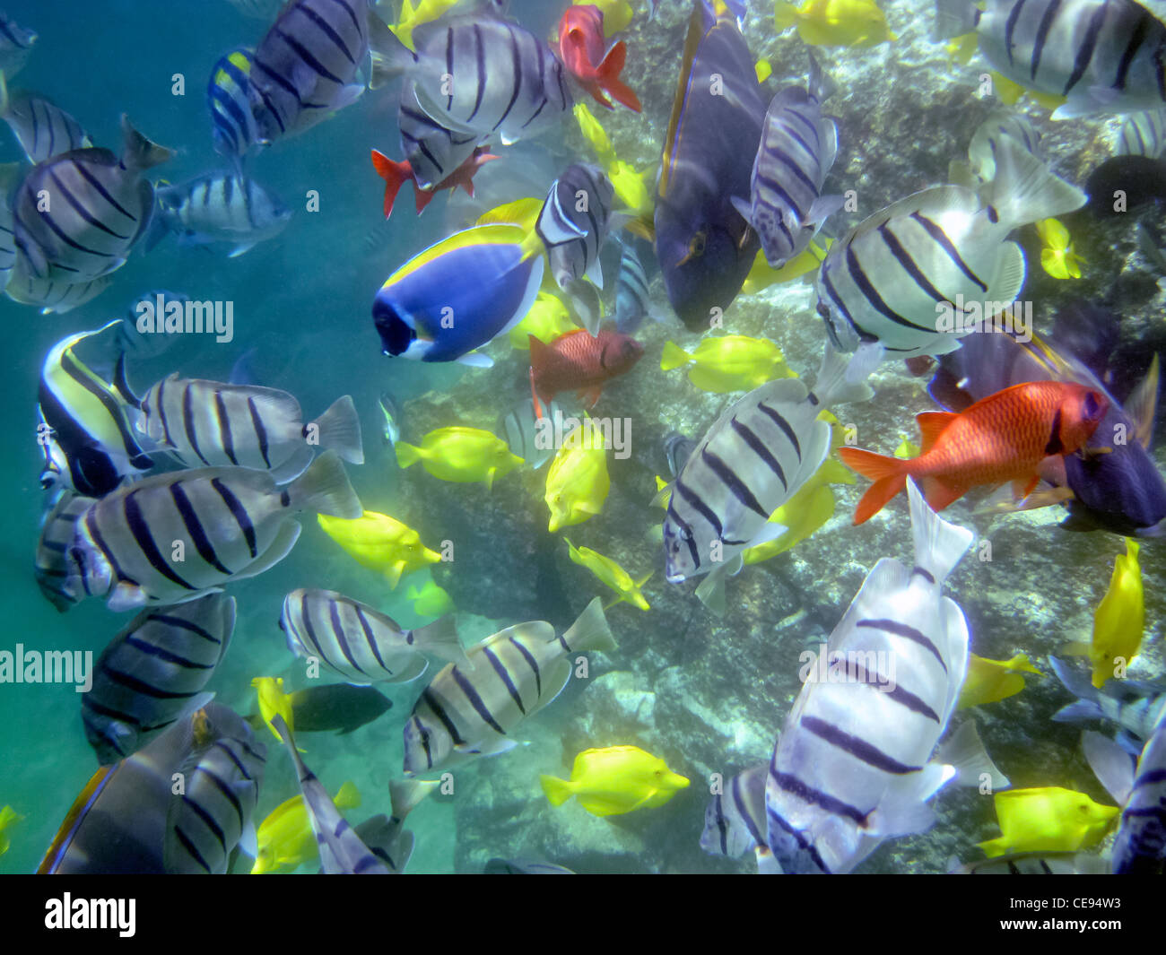 Vielzahl von tropischen Fischen. Hawaii, Big Island Stockfoto