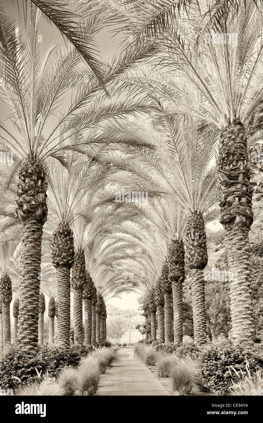 Palm, von Bäumen gesäumten Weg. Hyatt. Indian Wells, Kalifornien Stockfoto