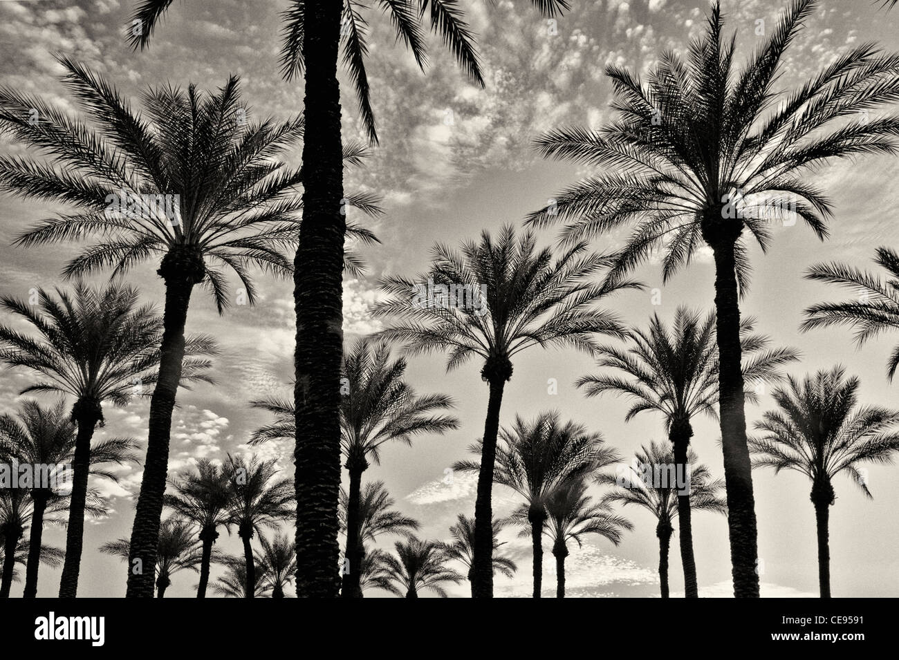 Palmen am Sonnenaufgang. Palm Desert, Kalifornien Stockfoto