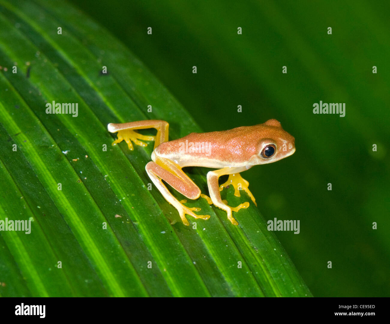 Juvenile Red-eyed Laubfrosch (Agalychnis Callidryas), Costa Rica Stockfoto