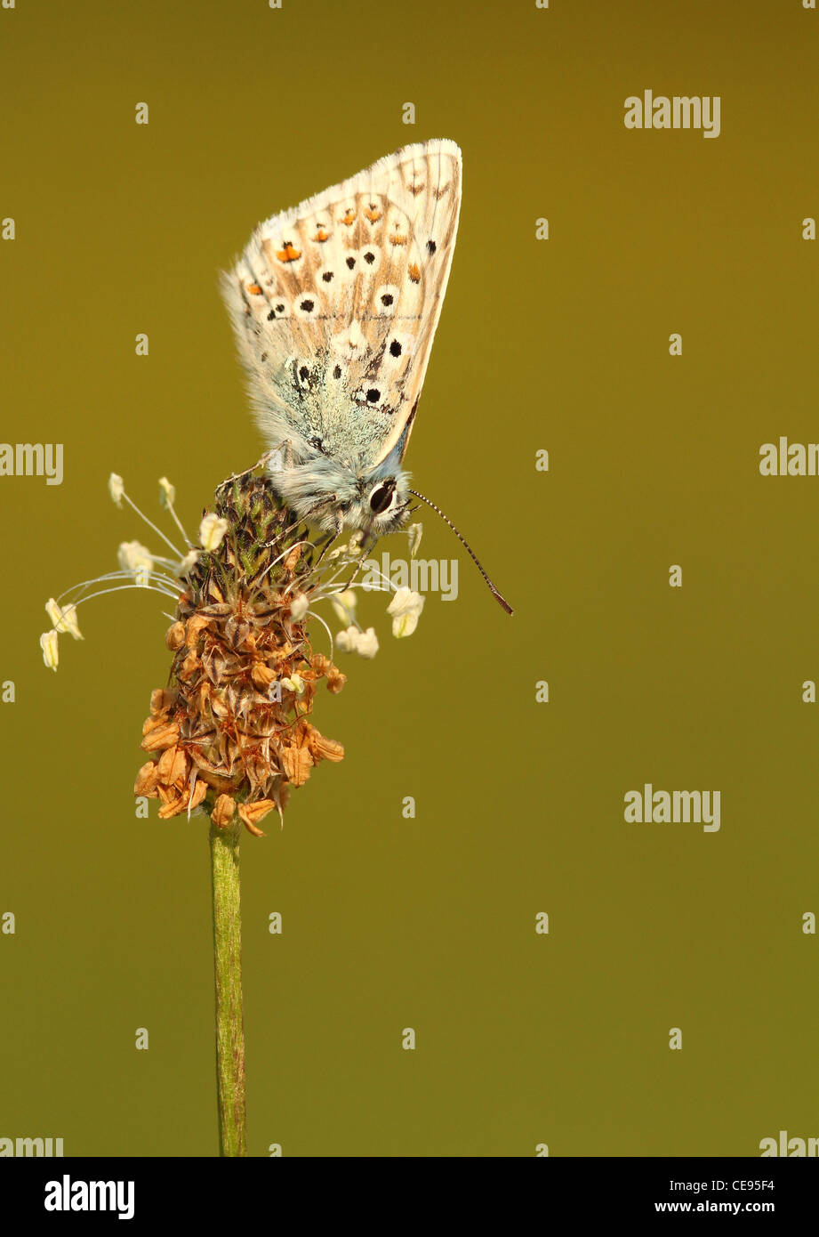 Chalk Hill Butterfly Stockfoto