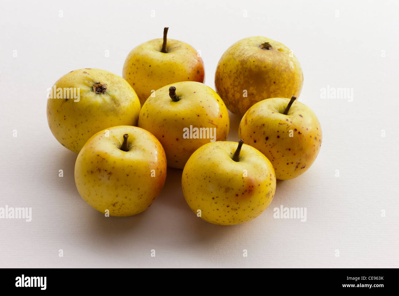 Alte Sorte von russischen Apfel 'weißer Astrachan"nahm in England im Oktober Stockfoto