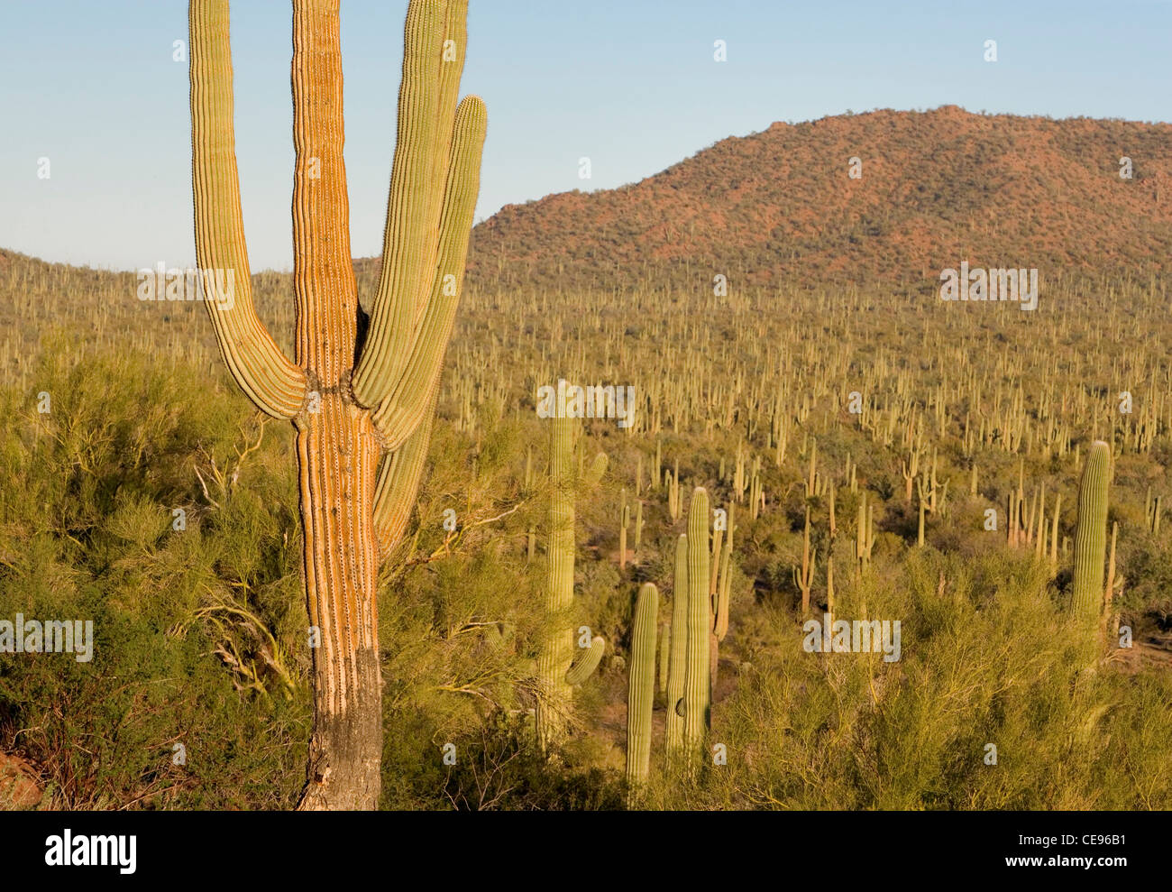 Saguaro-Kaktus in der Saguaro West National Park Tucson, Arizona, USA Stockfoto