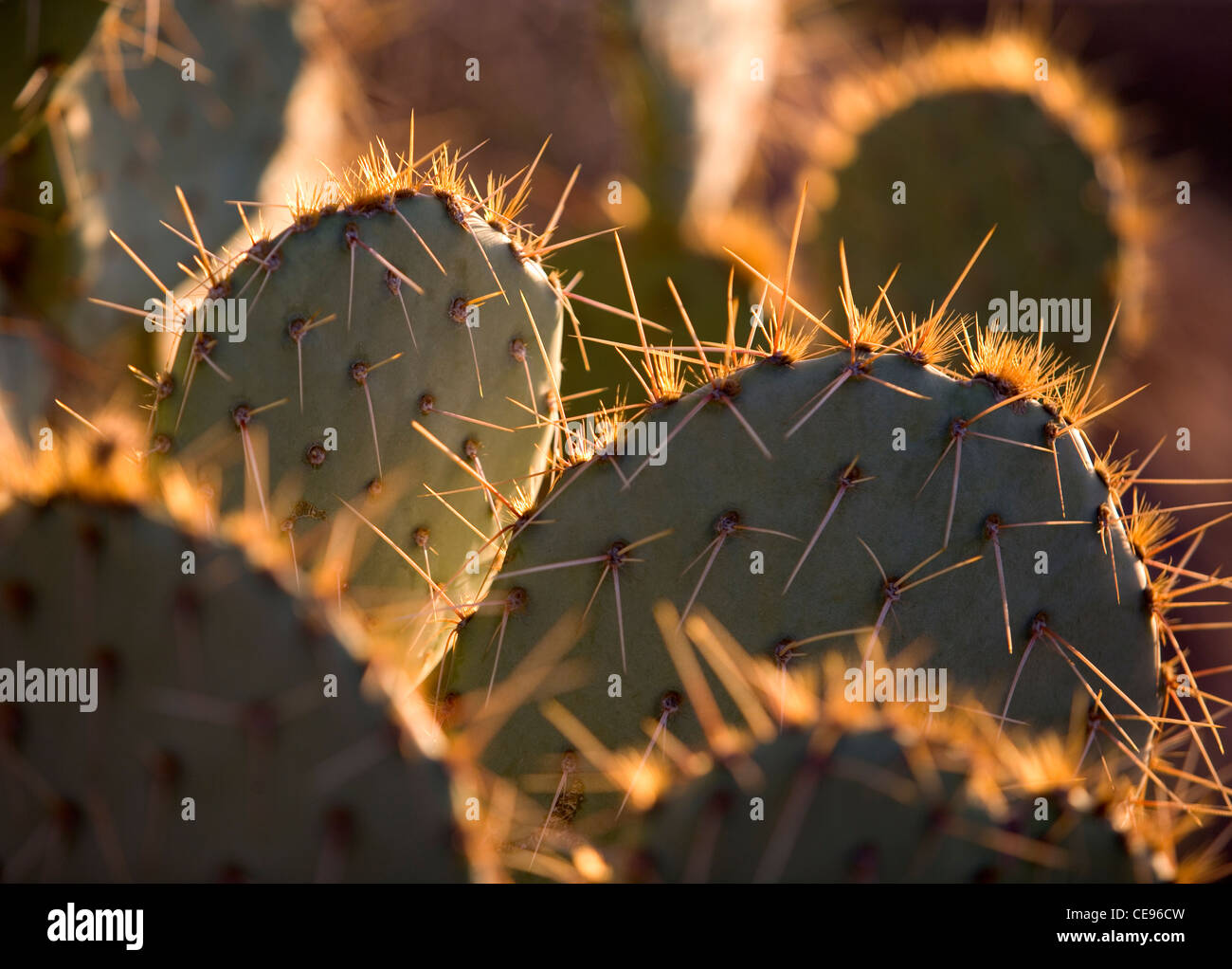 Feigenkaktus bei Sonnenuntergang in der Wüste von Arizona. Stockfoto