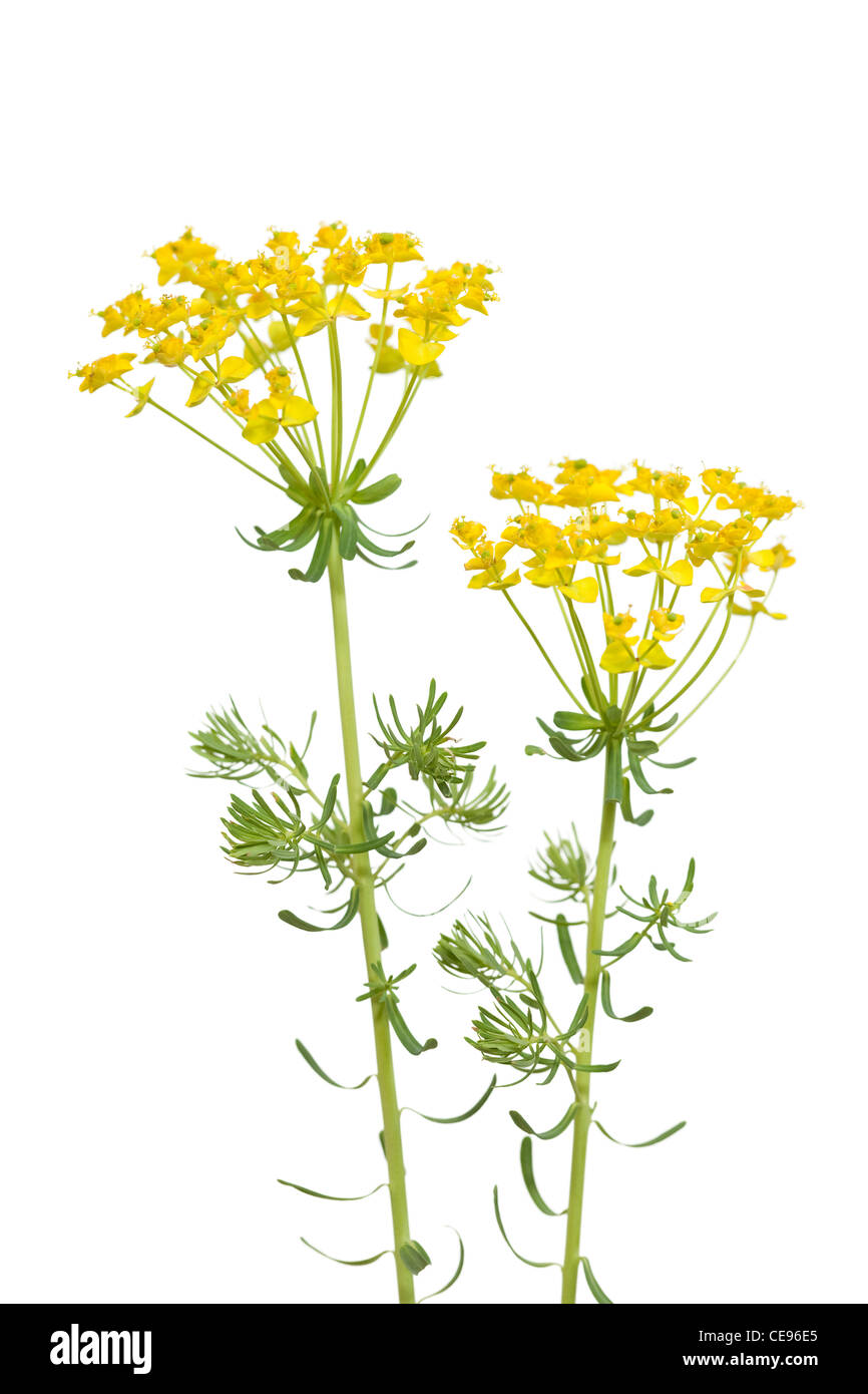 Blume-Zypressen-Wolfsmilch (Euphorbia Cyparissias) auf weiß Stockfoto