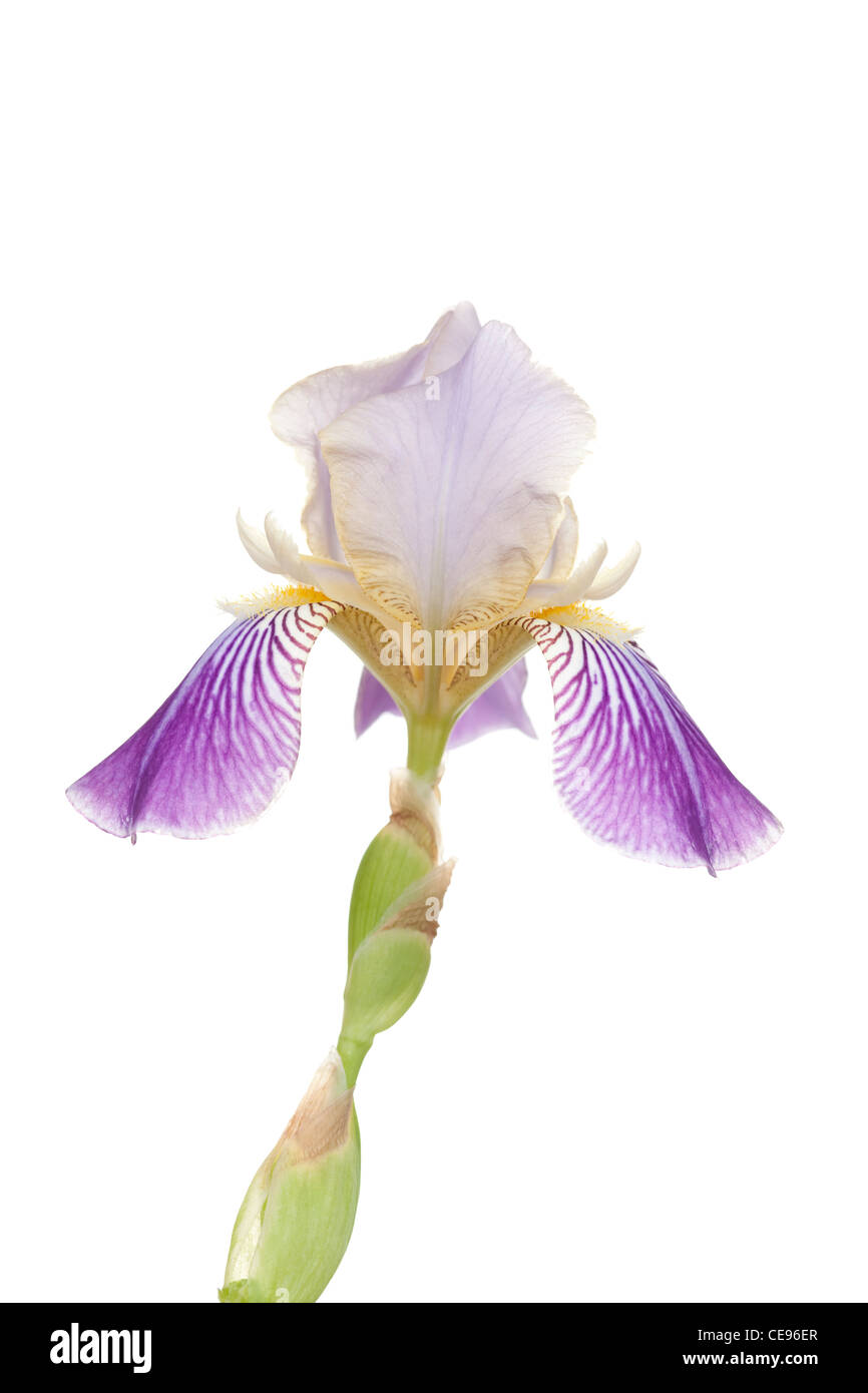 violette Iris am Stiel auf weißem Hintergrund Stockfoto