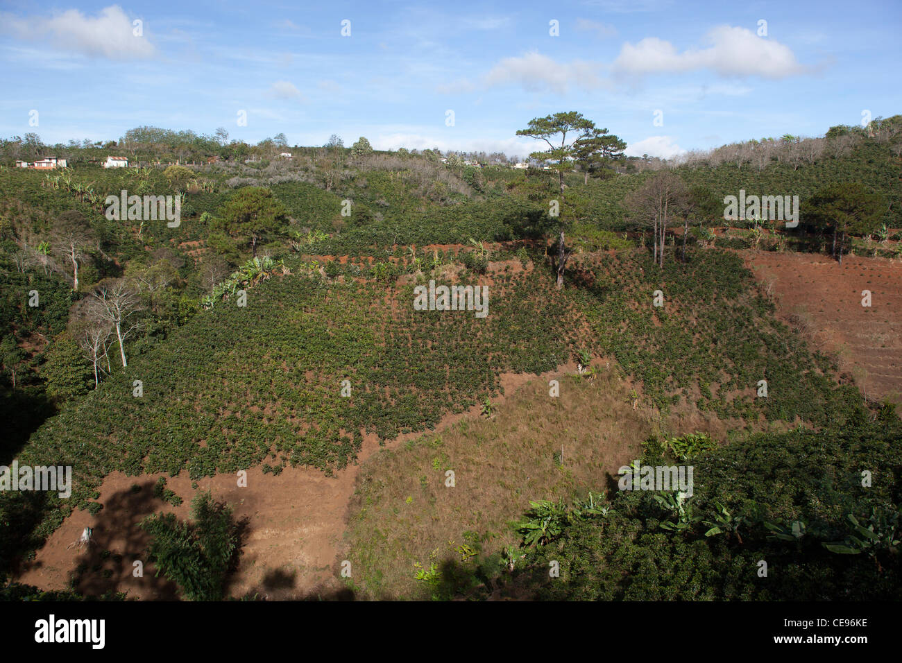 Kaffee-Plantage in der Nähe von Dalat Stockfoto
