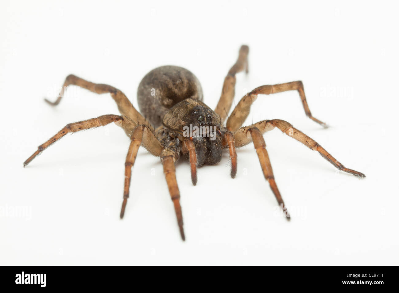 Studioaufnahme der Wolfspinne (Hogna Carolinensis) Stockfoto